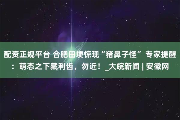 配资正规平台 合肥田埂惊现“猪鼻子怪” 专家提醒：萌态之下藏利齿，勿近！_大皖新闻 | 安徽网